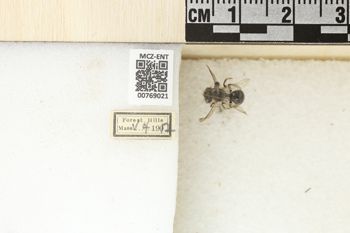 Media type: image;   Entomology 769021 Aspect: Labels